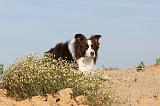 BORDER COLLIE 390